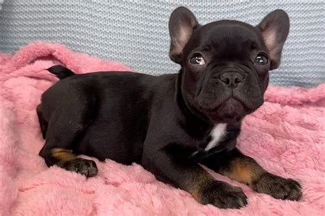 chanel french bulldog|Chanel is a French Bulldog puppy for sale in Santa Clarita, CA.